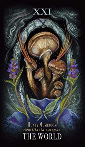 Midnight Magic: A Tarot Deck of Mushrooms